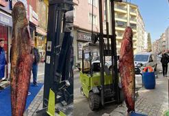 Meriç Nehri’nde yakalanan 3 metrelik yayın, kilosu 450 liradan satışta