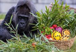 Dünyanın en yaşlı gorilinin 68’inci yaş günü kutlandı