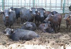 Samsun'a Kandıra'dan 36 'comba' getirildi