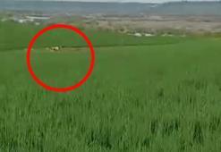Diyarbakır’da, 8 aydır yakalanamayan dananın kaçtığı anlar kamerada