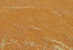 Mardin’de 137 bin tonluk buğday vurgununda 9 tutuklama