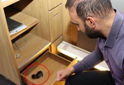 Masa çekmecesinde doğum yapan kedi ve yavrusuna esnaf sahip çıktı