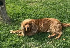 3 aydır kayıp olan köpeği Çilek'i bulana 40 bin lira ödül verecek