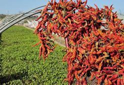 Karaağaç acı biberi üreticisi, fidesini de kendisi yetiştirip maliyeti azalttı