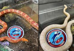 Maslak’ta polis uygulamasında piton ve zehirli Mısır yılanları ele geçirildi; o anlar kamerada