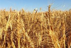 TÜİK: Tarımsal girdi fiyatları şubatta arttı