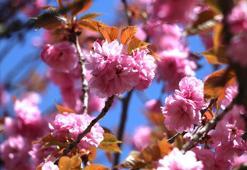 Ankara'nın Dikmen Vadisi, sakuralarla renklendi