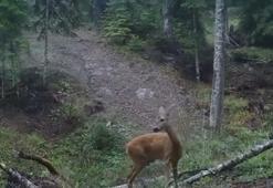Türkiye'nin yaban hayatı zenginliği fotokapanlarda