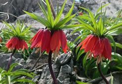 En fazla 1 ay yaşayabilen ters laleleri görmeye geliyorlar