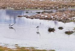 Ekşisu Sazlığı’nda turnalar, yavrularıyla görüntülendi
