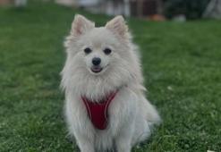 Kayıp köpeği Şeker'i bulana 50 bin lira ödül verecek