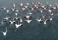 Flamingoların ilk kafilesi, Van Gölü Havzası'ndaki sulak alanlara geldi