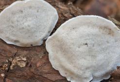 Bilim insanları en acı maddeyi buldu