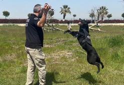 ‘Zeytin’ ve ‘Gölge’nin operasyon hazırlığını DHA görüntüledi; top ararken uyuşturucu buluyorlar