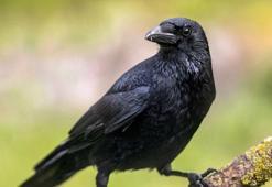 Araştırma: Kargalar geometrik şekilleri ayırt edebiliyor