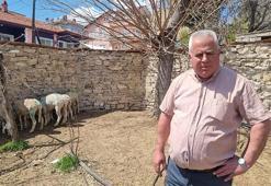 Sokak köpeklerinin saldırısında 7 koyun öldü