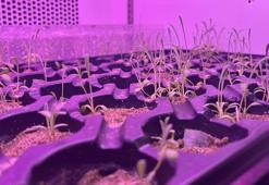 Nesli tükenmekte olan bitkiler laboratuvarda yaşatılıyor