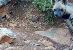 Nesli tehlike altındaki çizgili sırtlan görülen 2 alana koruma