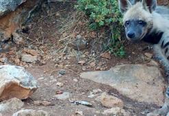 Nesli tehlike altındaki çizgili sırtlan görülen 2 alana koruma