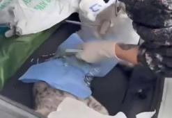 Sarıyer'de veteriner depreme ameliyatta yakalandı