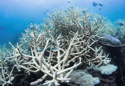 Mercan resiflerinin 50 yılı kaldı