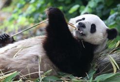 Çin, Avusturya'ya iki dev panda gönderdi
