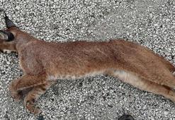 Muğla'da araç çarpan karakulak öldü