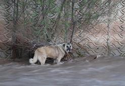 Oltu Çayı'nda sürüklenen köpek, 4 saatte kurtarıldı