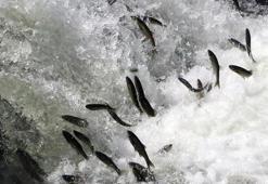 'İnci kefallerini çok zorlu bir göç yolculuğu bekliyor'