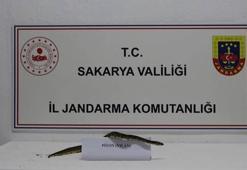 İş yerinde kraliyet pitonu ele geçirildi