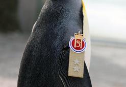 Guinness'ten dünyanın 'en yüksek rütbeli pengueni Olav’a kutlama