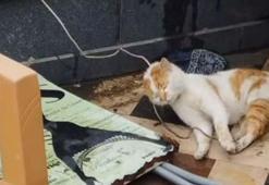 Cami avlusunda iple boğulmuş kedi bulundu