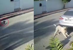 İşletmenin beslediği köpeğe 3 el ateş edip, öldürdü