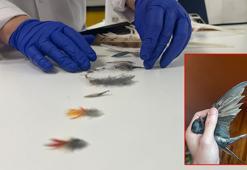 Yaralı ebabil ve kırlangıçlar, tüy implantasyonu ile doğaya döndürülüyor