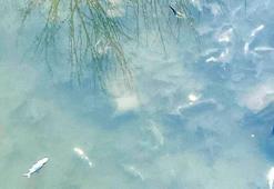 Yeşilırmak'ta balık ölümleri