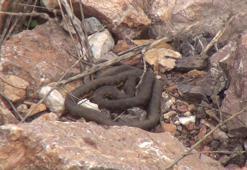 ‘Yılan Pınarı’nda yuvalarından çıkan yılanlar için uyarı