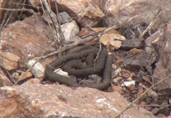 ‘Yılan Pınarı’nda yuvalarından çıkan yılanlar için uyarı