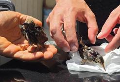 Milleyha’da kuşlara yapıştırıcıyla ‘ölüm tuzağı’