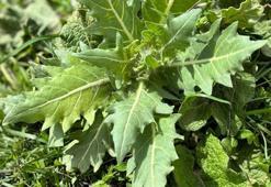 Kars'ta 'güzelavrat' otu yiyen 8 çocuk zehirledi