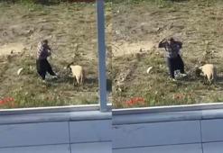 Koyuna kalın iple vurup, defalarca tekmeleyen şüpheli tutuklandı