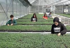 Öğrencilerin tohumdan ürettikleri fideler üreticiye satılacak