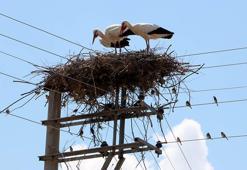 Elektrik direği, 18 yıldır leyleklerin yuvası