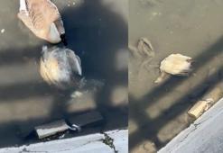 Yeşilırmak’ta balıkların ardından ördek ve kaz ölümleri görülmeye başlandı