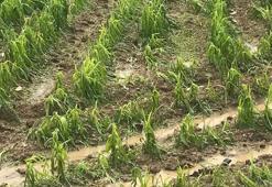Sağanak ve dolu yağışı, ekili alanlara zarar verdi