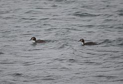 ‘300 kuş türü göç yolunda Bolu'da konaklıyor’