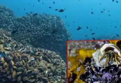 Karadeniz’in su altı güzellikleri gün yüzüne çıkacak