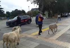 Küçükçekmece’de bir kişi, 4 koyunu ile yürürken görüntülendi