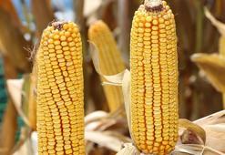 1 milyon ton mısır ithalatı için tarife kontenjanı açıldı