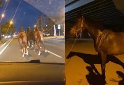 Çiftlikten kaçan yarış atları, D-400 kara yolunda görüntülendi