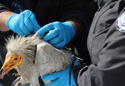 Verici takılan akbaba, 3 yılda 101 bin 230 kilometre uçtu